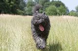 BOUVIER DES FLANDRES 042